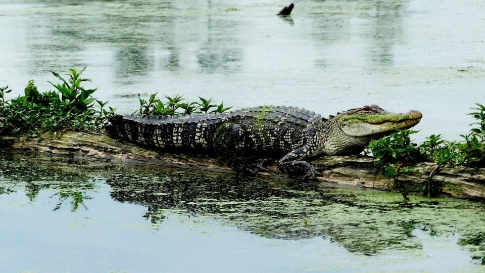 De staart van een alligator groeit weer aan