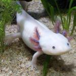 Maak kennis met de axolotl