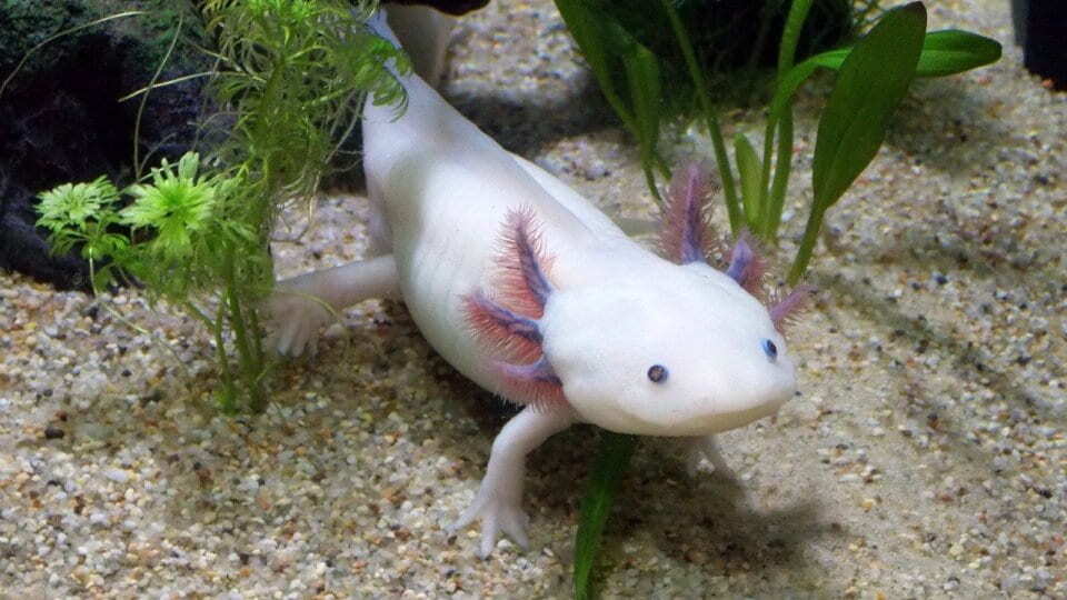Maak kennis met de axolotl