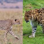 Verschillen tussen cheetah en luipaard
