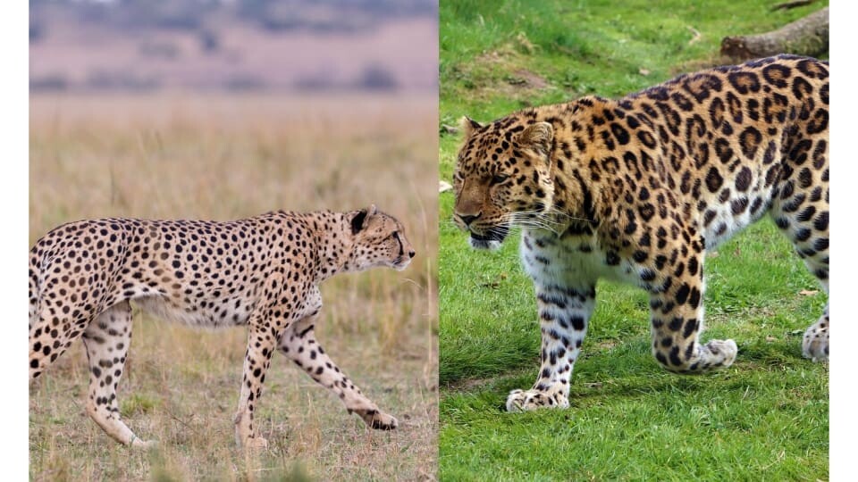 Verschillen tussen cheetah en luipaard