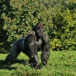 Waarom gorilla's zich op de borst slaan