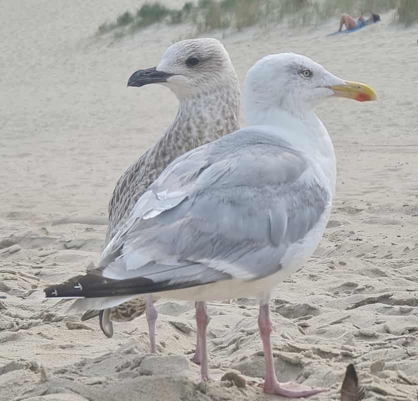 De diversiteit van vogels in steden gaat achteruit